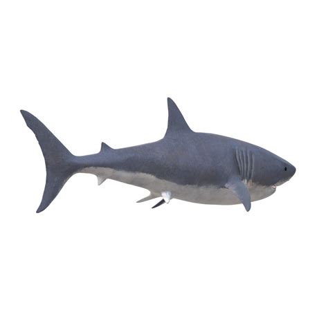 Swimming Shark Illustration 27257697 Png