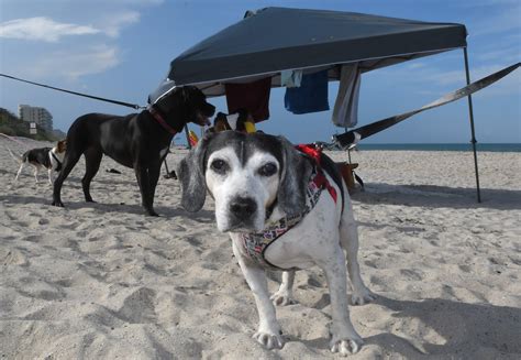 Can Dogs Go To Melbourne Beach