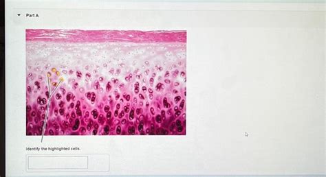 Solved Pal Histology Connective Tissue Lab Pra