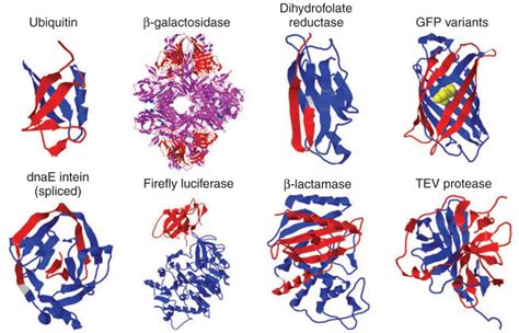 Examples Of Protein Fragments That Support Complementation Are Shown In