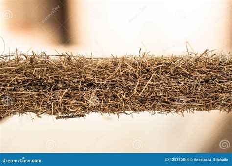 Mattress with Coconut Fiber. Coconut Coir. Grated Coconut Shell for the ...