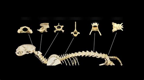 Cat Vertebrae Diagram Quizlet