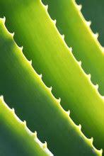 Aloe Vera In Sunlight Free Stock Photo - Public Domain Pictures