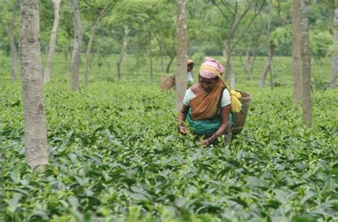 Assam Tea Gardens Have Their Own Time Heres The Story Of ‘bagan Time