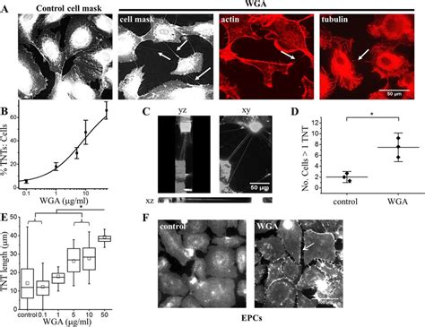 Wheat Germ Agglutinin Wga Activates Tnts Between Endothelial Cells