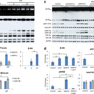 Gsk Regulates Dendritic Spine Morphology In An Mmp Dependent