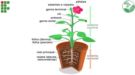 Anatomia E Morfologia Vegetal Ensino M Dio Ppt