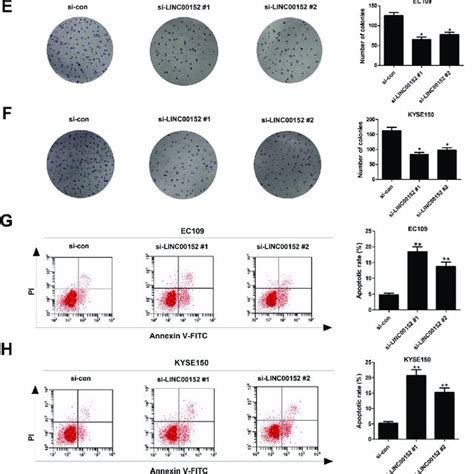 Knockdown Of Linc00152 Inhibits Escc Cell Growth In Vitro And In Vivo