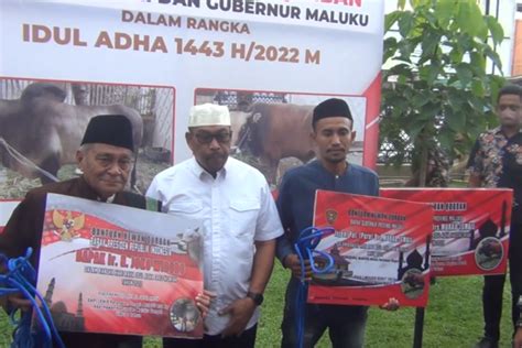 Gubernur Maluku Serahkan Hewan Kurban Milik Presiden Seberat Kg