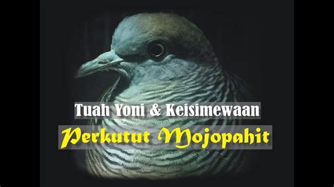 Tuah Yoni Keistimewaan Perkutut Mojopahit Ciri Ciri Asal Usul