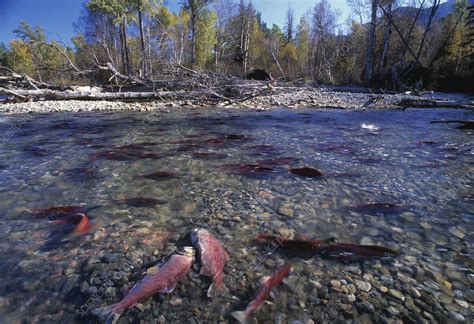 Sockeye Salmon Spawning Stock Image Z6050875 Science Photo Library