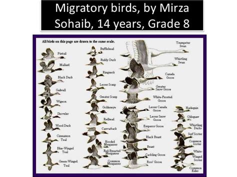 Migrating birds