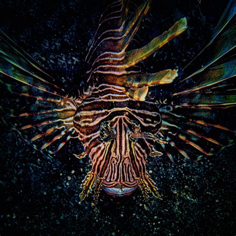 Behold The Lionfish As Transfixing As It Is Destructive In Lion