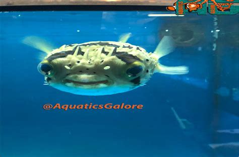 Puffer Smile | Aquatics Galore