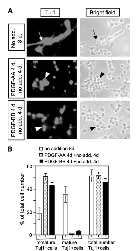 Figure 1 From Autocrine Paracrine Platelet Derived Growth Factor