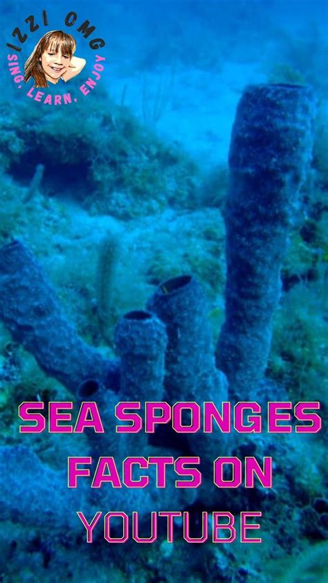 Interesting Facts About Sea Sponges Ocean Sponges For Kids