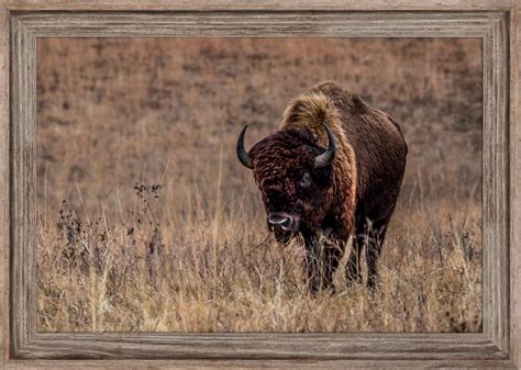 Buffalo Canvas Print Western Decor Bison Print Framed Etsy