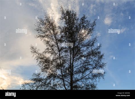 Fruit Tree Canopy Hi Res Stock Photography And Images Alamy