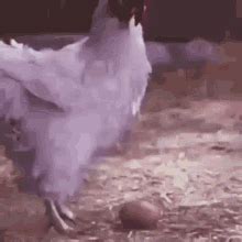 Funny Chicken S Tenor