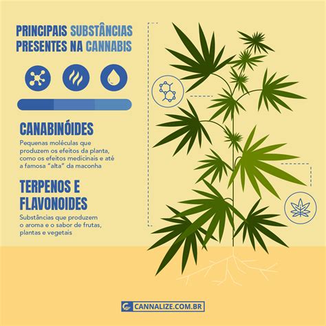 Tipos De Maconha Cepas Efeitos E Diferen As Cannalize