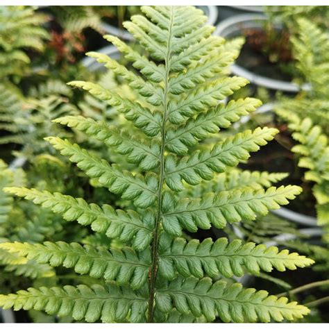 Athyrium Filix Femina Wietlica Samicza Ro Liny Od Ogrodnika Szk Ka