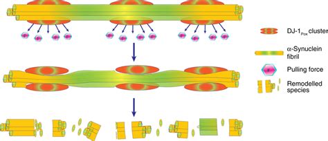 Remodeling Of α Synuclein At Single Fibril Resolution Schematic