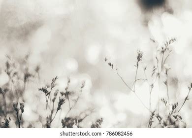 Watercolor Pussy Willow Sky Stock Illustration Shutterstock