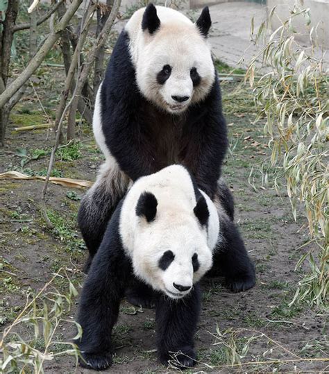 Pandas Mate In Zoo In Rare Captivity Display Nature News Express