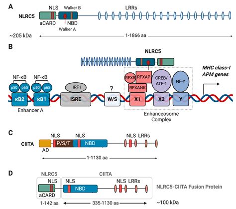 IJMS Free Full Text The MHC Class I Transactivator NLRC5