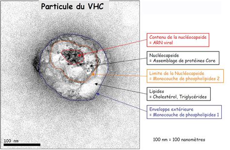 Health From Trusted Sources Hepatitis C Virus Observed Under A