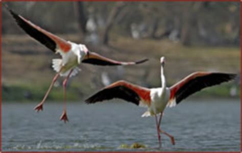 The Greater Flamingo with the scientific name of Phoenicopterus roseus.