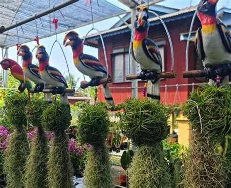 pokok janggut burung hiasan besar lazada