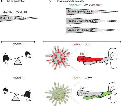 Pdf Vegf And Notch In Tip And Stalk Cell Selection Semantic Scholar