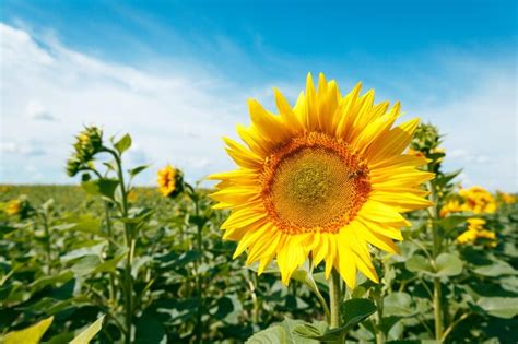 Premium Photo | Blooming sunflowers and honey bees pollinating them