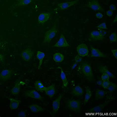 Odc Antibody Rr Proteintech