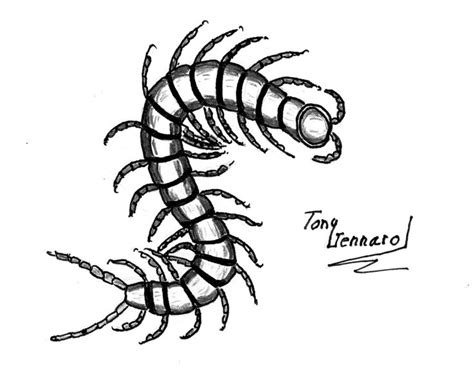 Centipede Drawing Pic Drawing Images Drawing Images Drawings Image