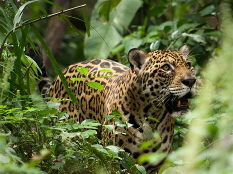 Informe De Wwf Advierte Por La Alarmante Pérdida De Biodiversidad Y