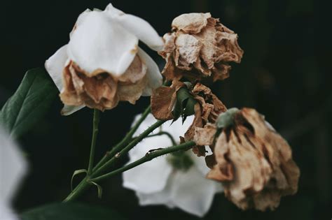 Withered Flowers · Free Stock Photo