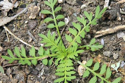 Twin Cress Weed Control Bayer Crop Science New Zealand