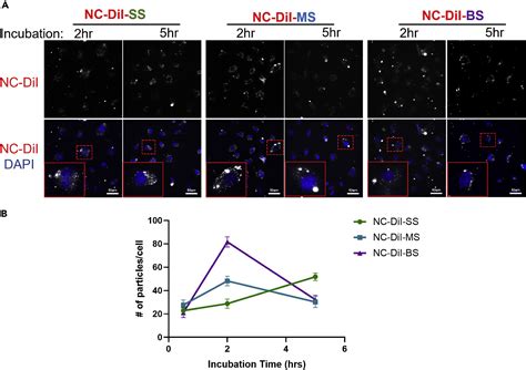 Redox Responsive Polyurethane Polyurea Nanoparticles Targeting To