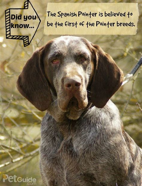 spanish pointer dog breed information  pictures petguide petguide