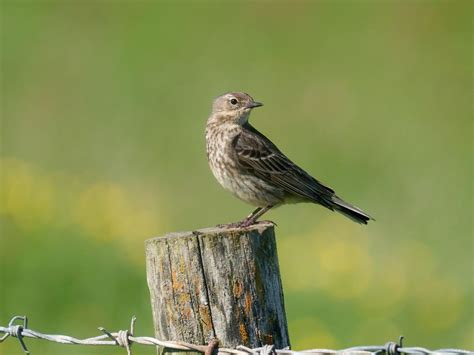 Rock Pipit Bird Facts (Anthus petrosus) | Birdfact