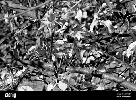 Black And White Autumn Background Autumn Texture The Structure Of