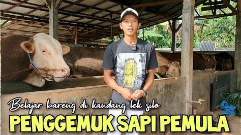 Penggemuk Sapi Pemula Belajar Bareng Lek Silo YouTube