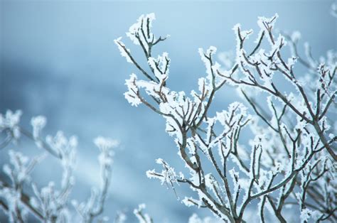 La neve è dannosa o benefica per le piante Fasolipiante Shop