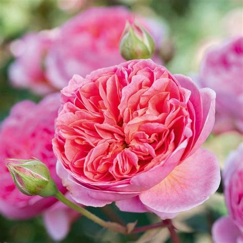 David Austin English Roses — Sunnyside Nursery