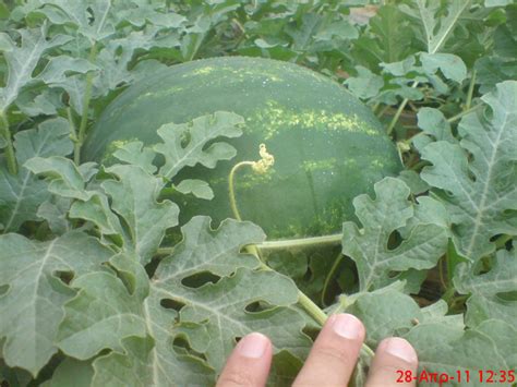 Griechische Leckeren Wassermelonen Time For Watermelons