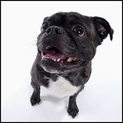 23 best images about Boston Terrier/Pug Mix - Buggs on Pinterest | Bugg