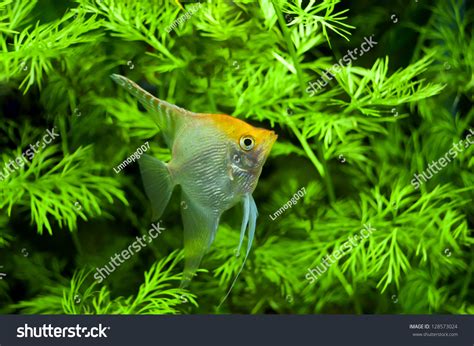 Gold Diamond Freshwater Angelfish South American Cichlid In Aquarium ...