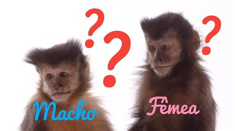 Qual O Feminino De Macaco - Diferença entre macacos machos e fêmeas - YouTube